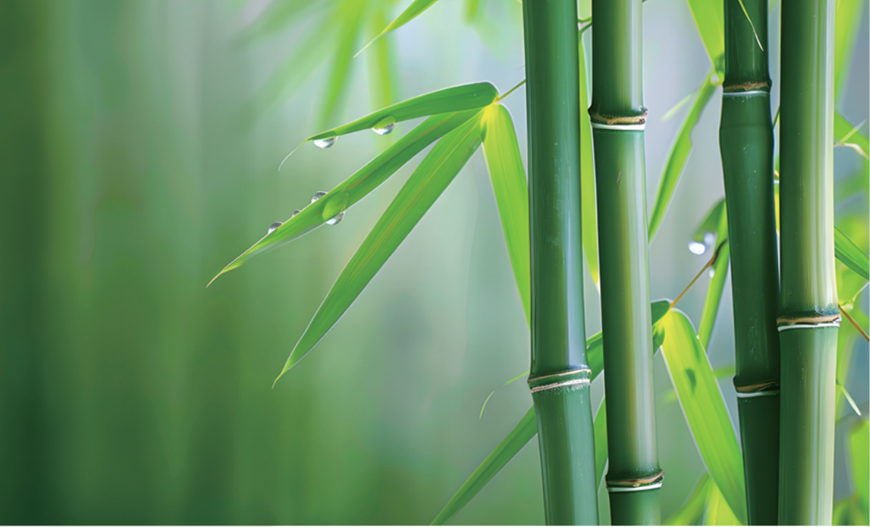 張?chǎng)卧洪L(zhǎng)發(fā)明的無(wú)機(jī)膠復(fù)合竹材料與結(jié)構(gòu)，為竹材在建筑結(jié)構(gòu)中的應(yīng)用帶來(lái)新突破